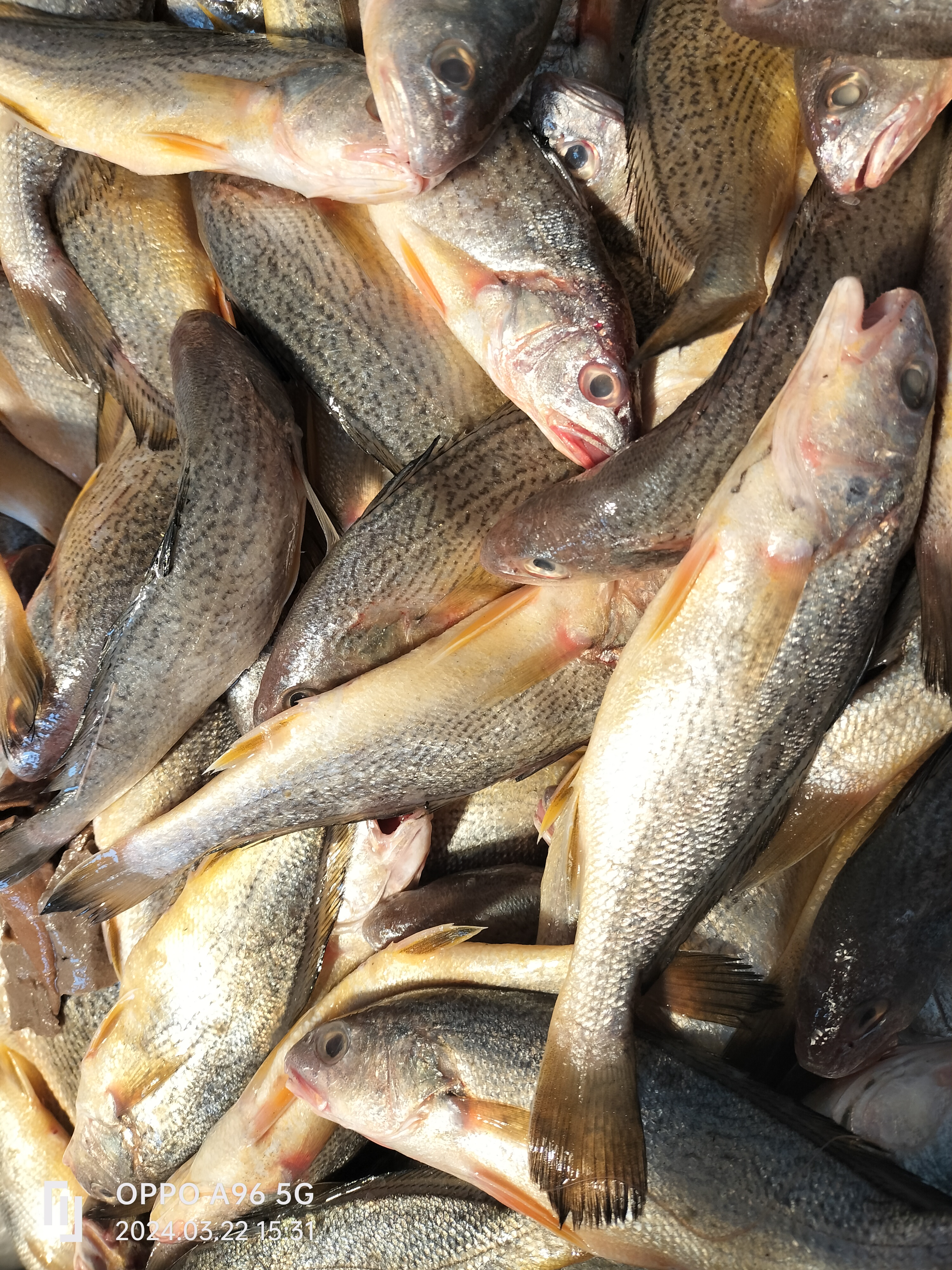 黄姑鱼铜锣鱼 5斤，