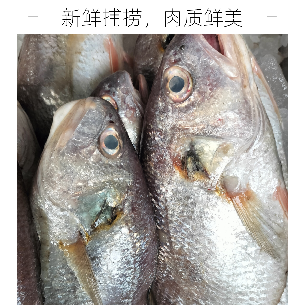 渤海湾新鲜白 敏 鱼白姑鱼5斤