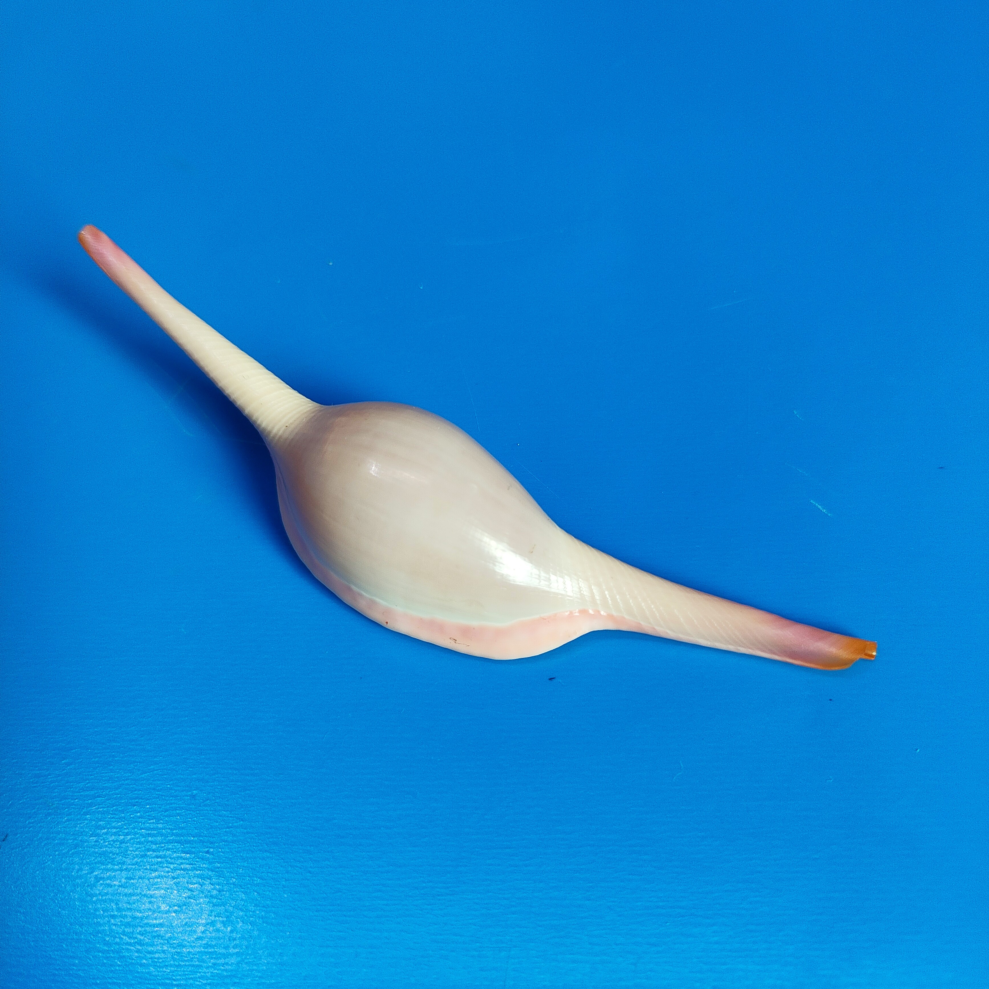 糖果海兔天然海螺贝壳稀有标本收藏家居装饰儿童科普馈赠礼品