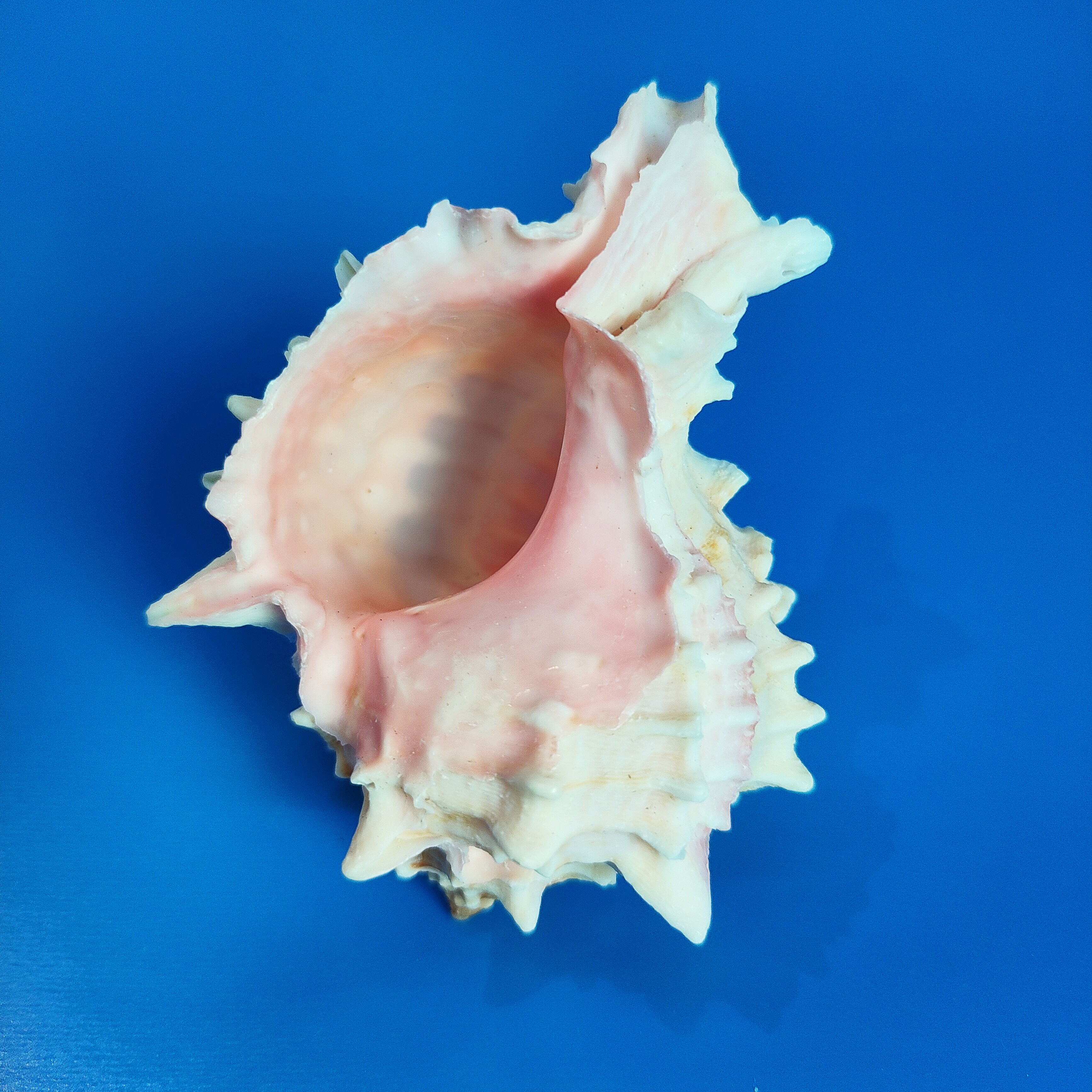 粉骨螺天然海螺鱼缸水族造景寄居蟹替换壳地中海创意家居装饰