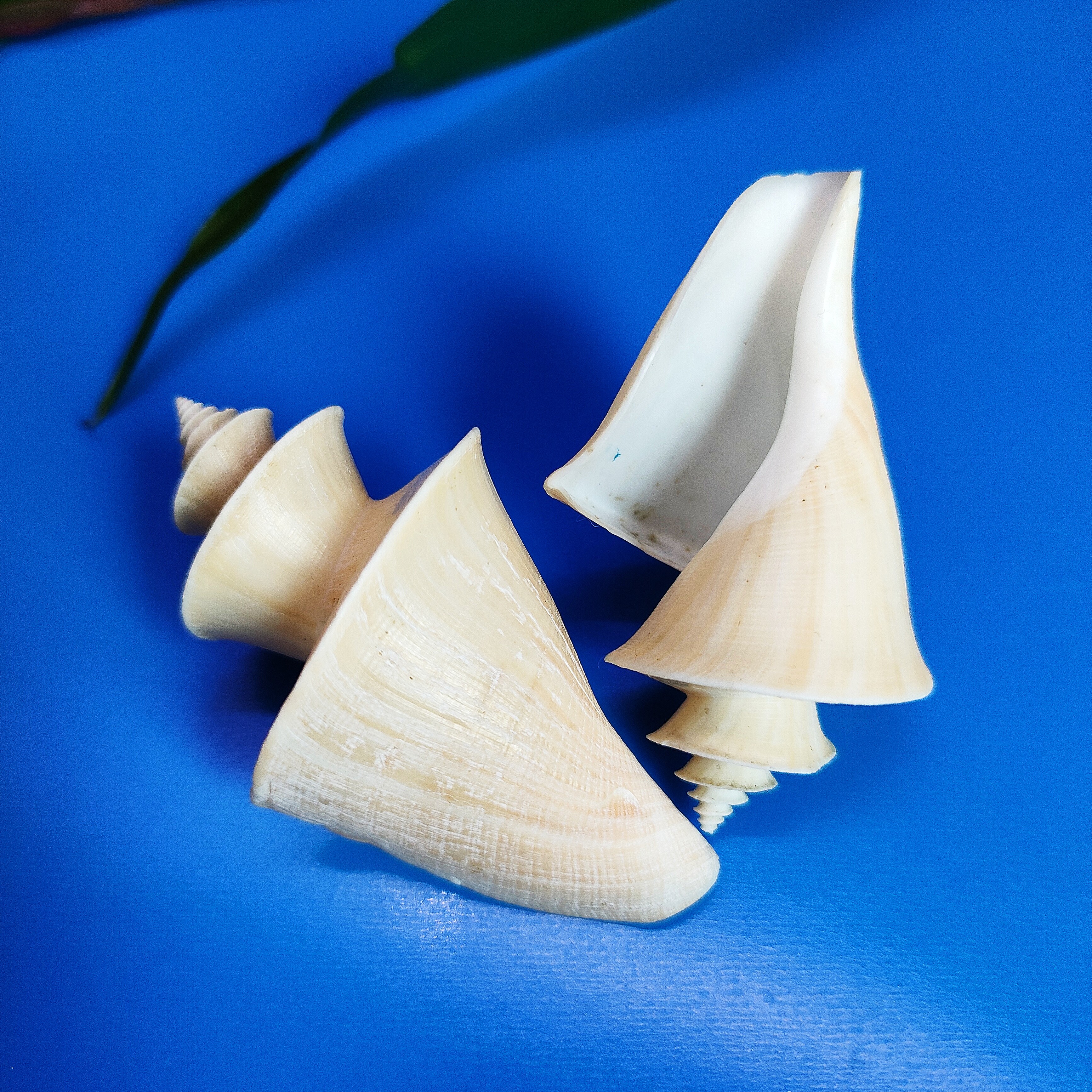 旋梯螺天然海螺贝壳标本收藏家居装饰鱼缸造景儿童科普馈赠礼品