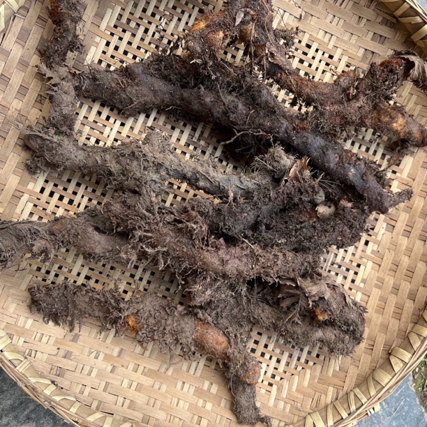 野外生长(骨碎补)巴岩姜500克新鲜带泥发货