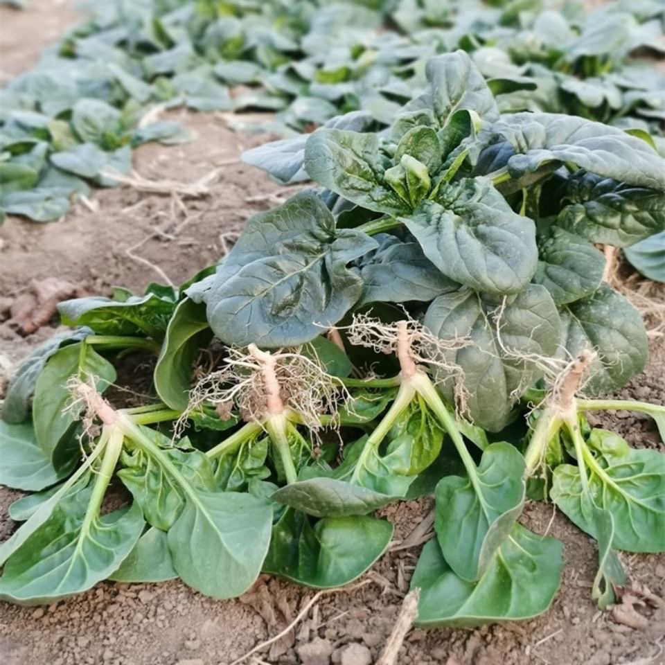 河南露天霜打矮秆趴地小菠菜新鲜现挖现发