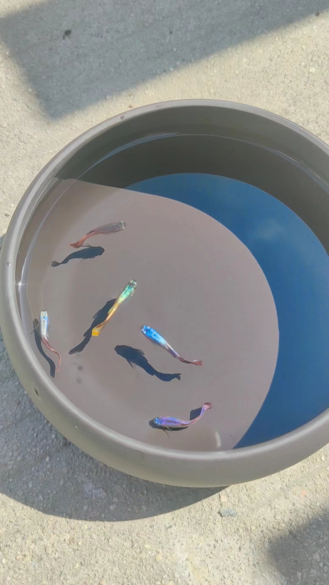 直播间精品孔雀鱼专用链接