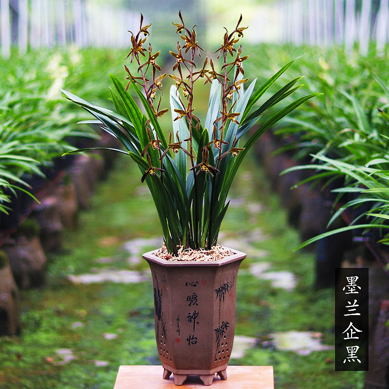冬季花期浓香型一杆多花紫花墨兰企黑（5-6苗裸根发货），不带花苞