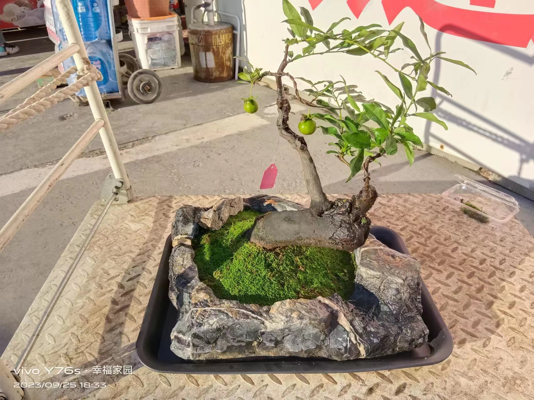 灵璧奇石花盆鱼缸烟灰缸适用于桌面地面摆放