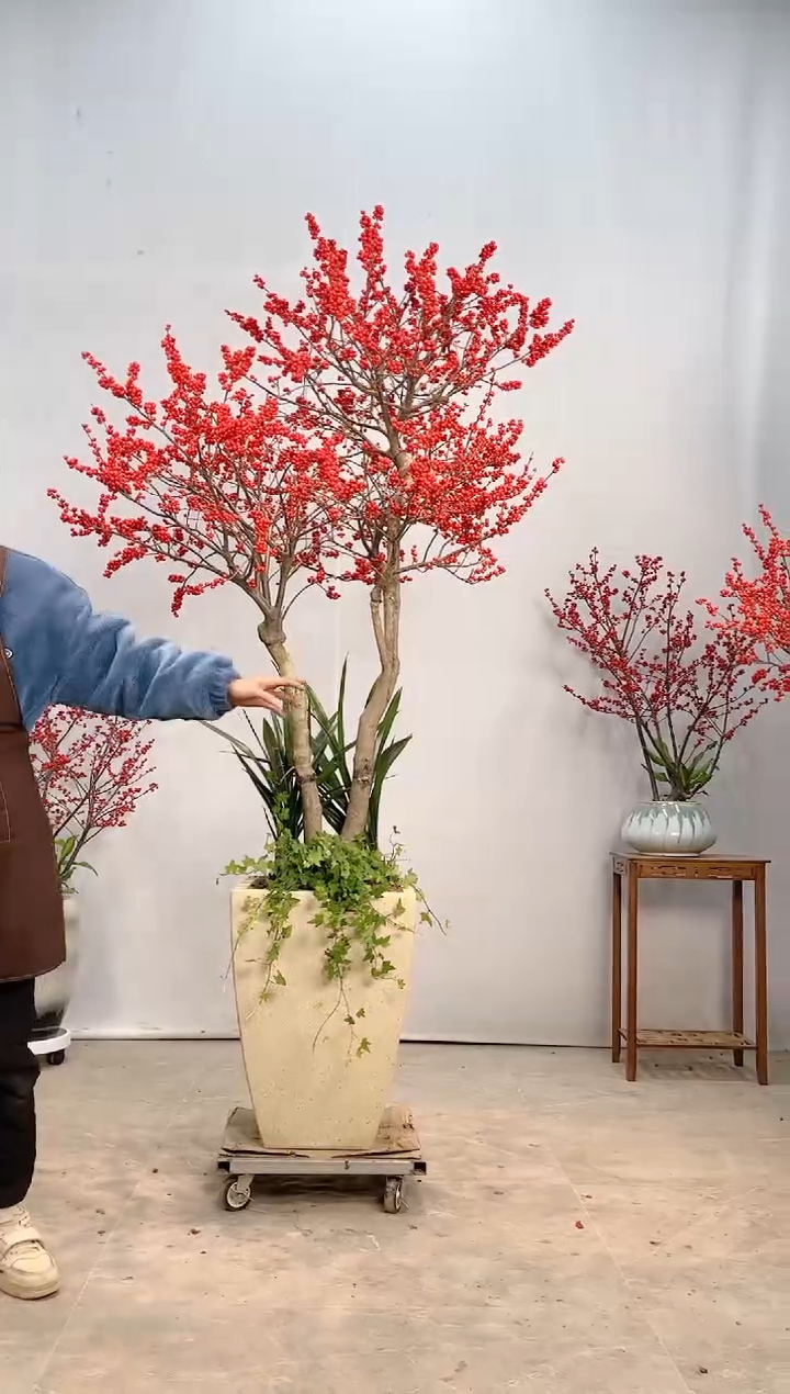 【闪购商品】北美冬青树北美冬青树