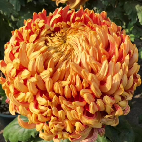 【太平红叶】棒棒糖菊花超大花苞原土发货阳台地栽庭院耐寒耐热