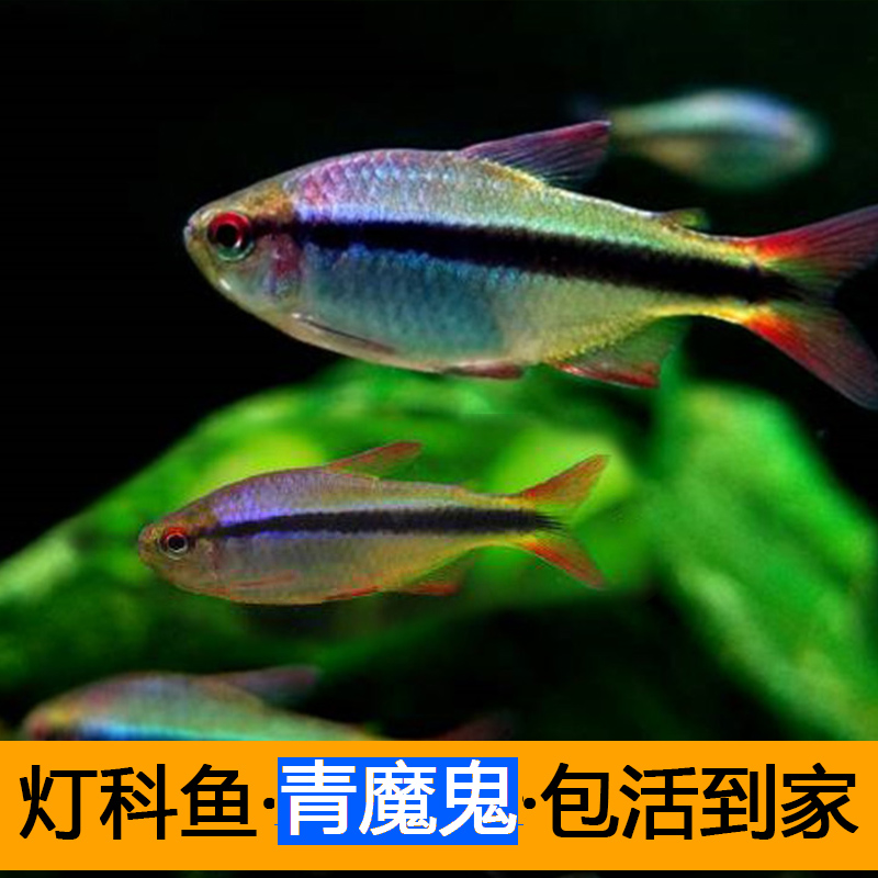小型热带鱼皇室青魔鬼灯鱼南美稀有灯鱼草缸群游活体高端彩色魔鬼