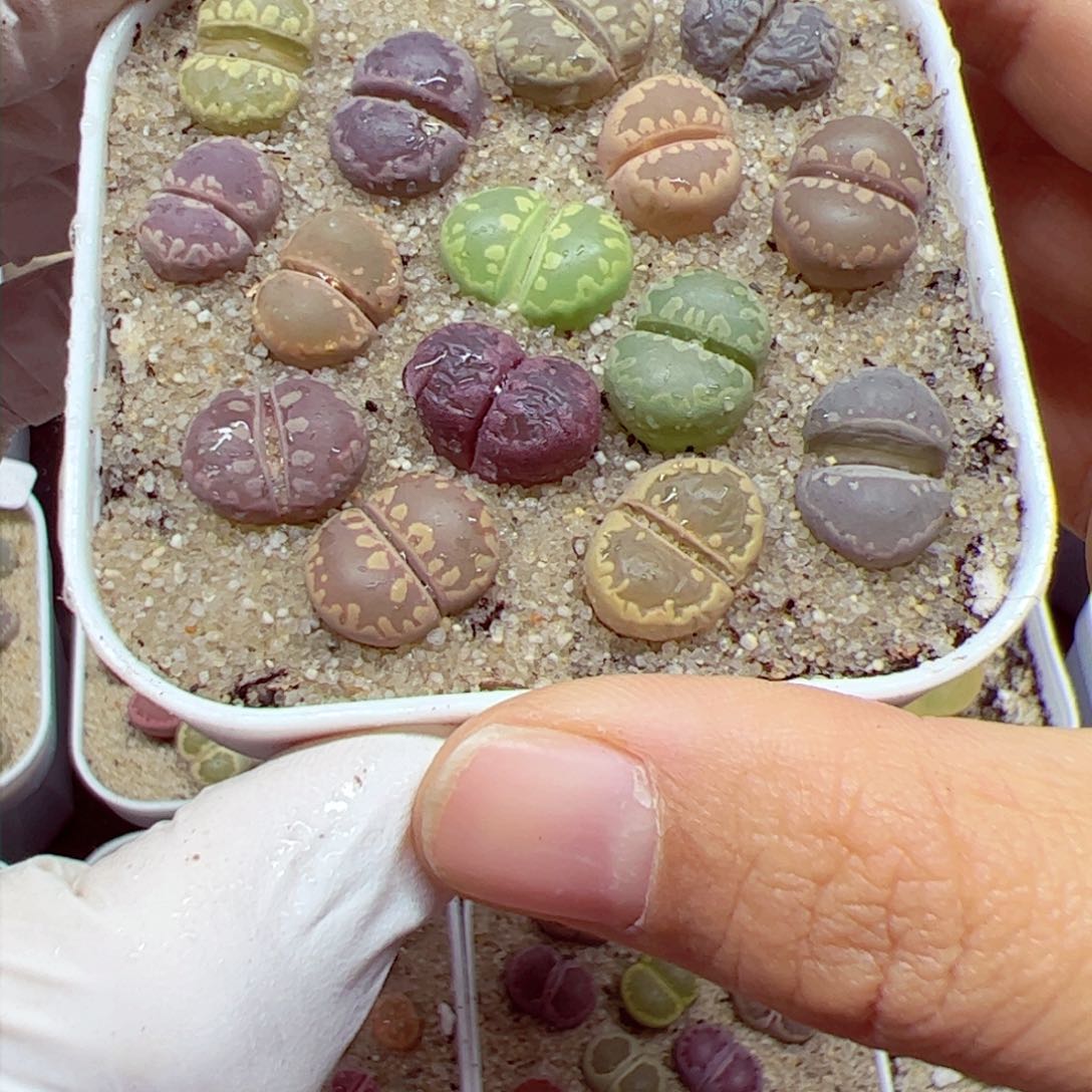 1114 119优秀的整盆