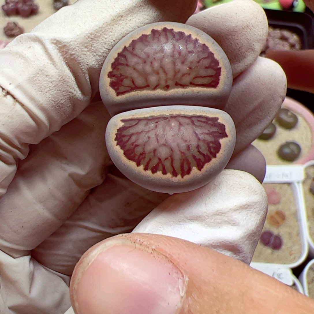 1111 140优秀的肉肉