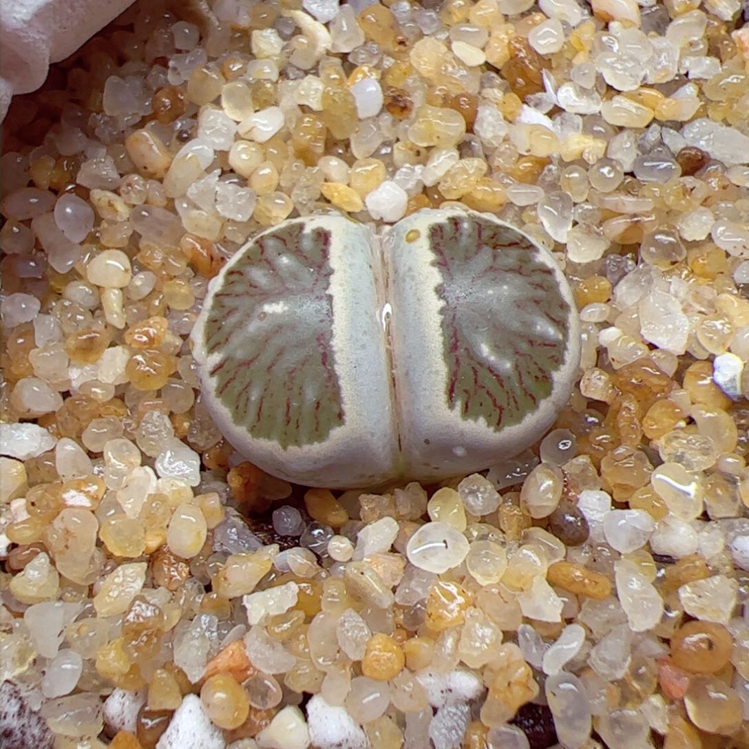 1114 67优秀的肉肉