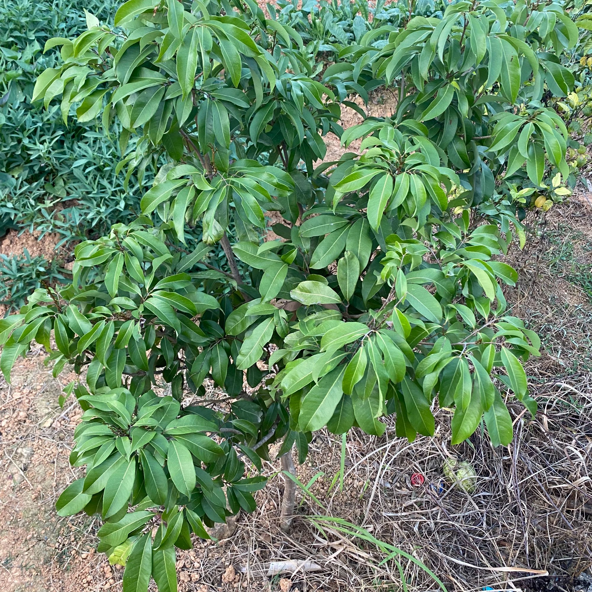 桂味无核仙进奉老桩带土带叶一物一拍盆景绿植盆栽庭院种植矮化