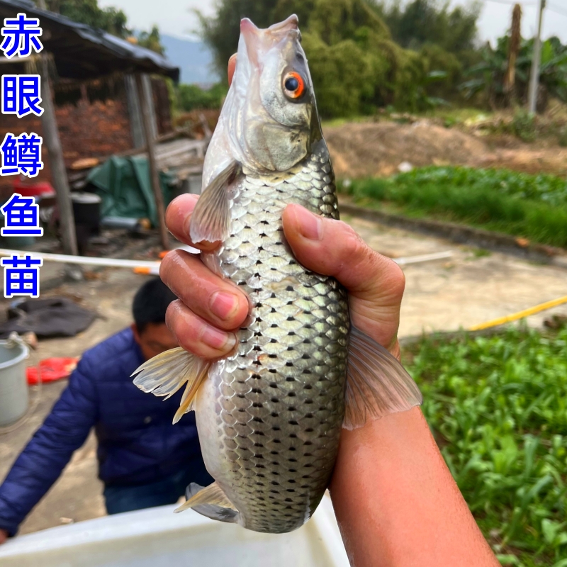 赤眼鳟鱼苗鱼生红眼鳟赤眼鱼适应性强淡水杂食性路亚放生鱼观赏鱼