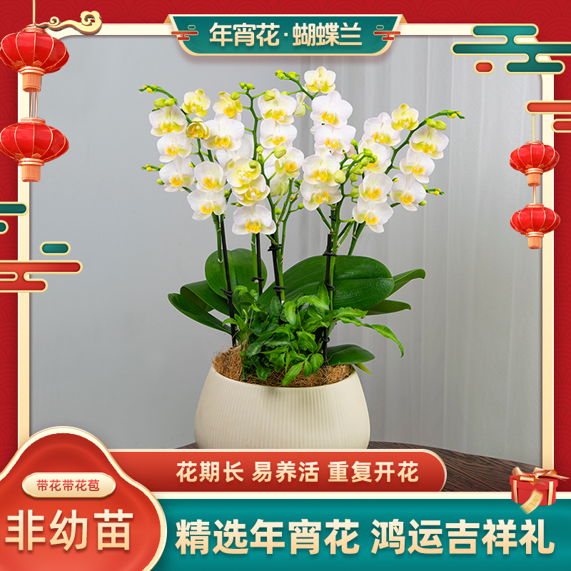 年宵花蝴蝶兰【勃艮第】室内花卉盆栽客厅送礼开花蝴蝶兰盆栽种植花