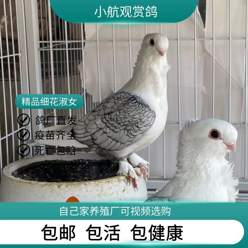 精品观赏鸽活苗可繁殖乳鸽幼鸽