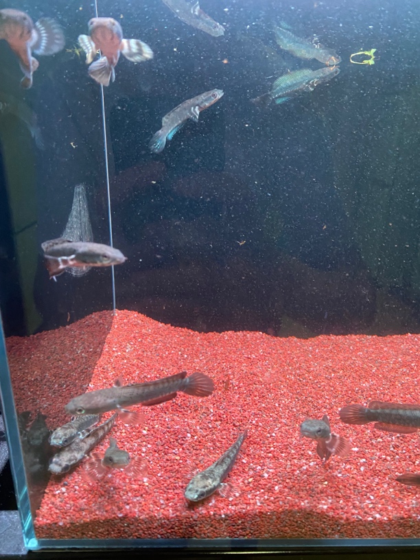 幻彩红宝石雷龙鱼幻红雷龙鱼幻红