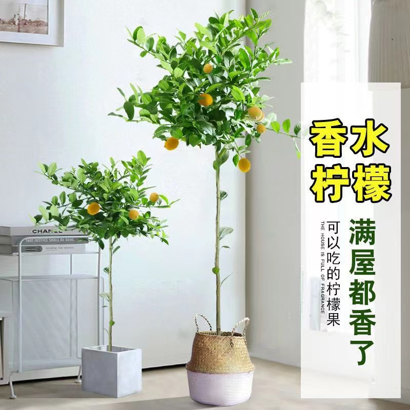 广东香水柠檬树大型盆栽绿植棒棒糖带花带果室内阳台庭院楼顶植物
