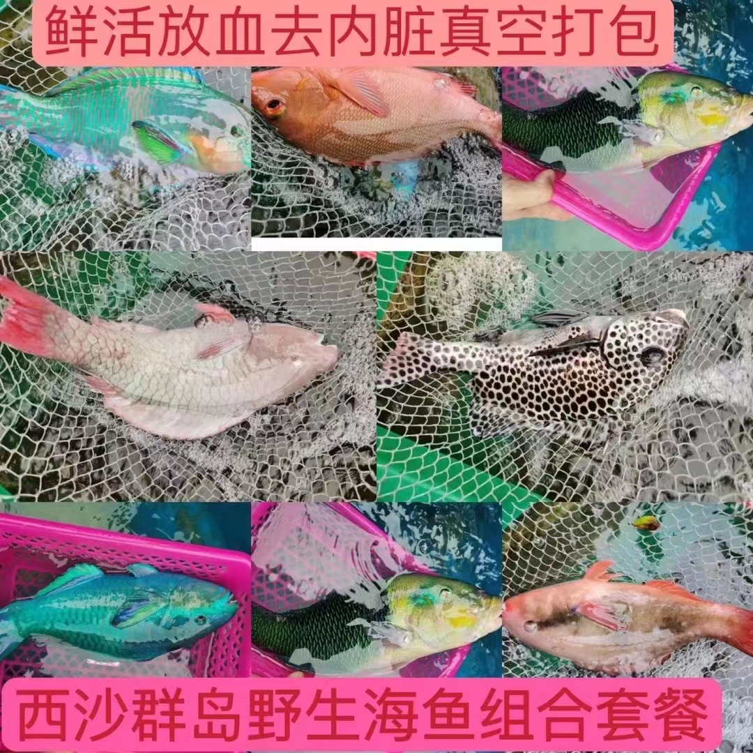 西沙，南沙各种珊瑚鱼类混搭5斤装顺丰包邮