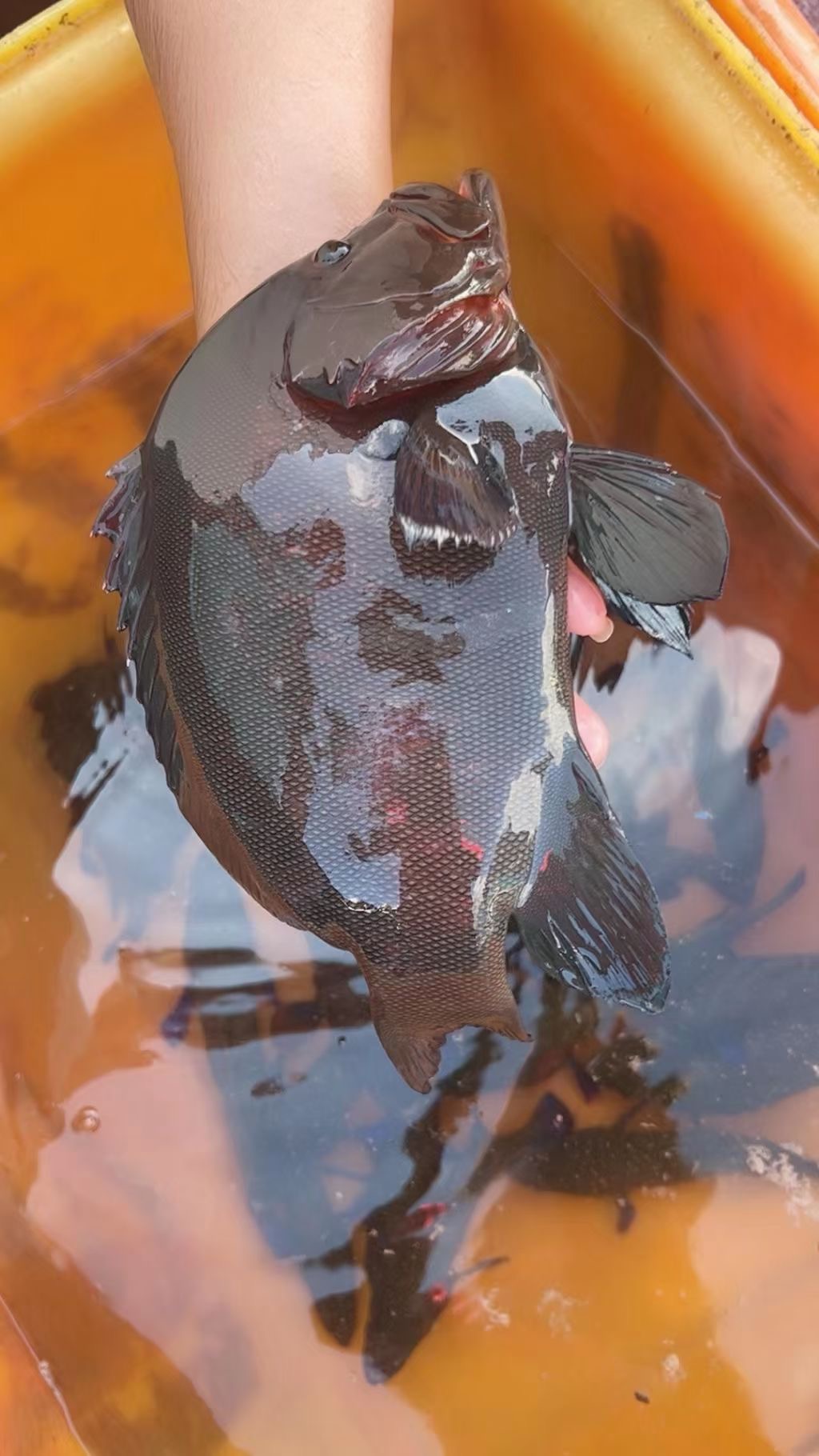 （6号直播现称现拍）黑瓜子斑，蓝星斑，燕星斑等野生杂鱼