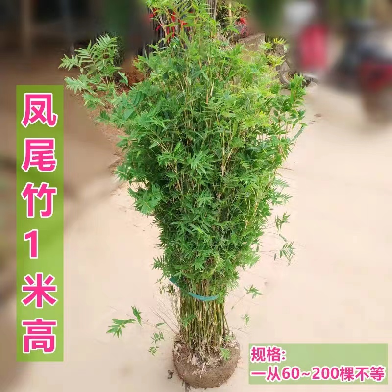 丛生竹子凤尾竹米竹室内盆栽庭院植物盆景室内阳台绿植四季竹子苗