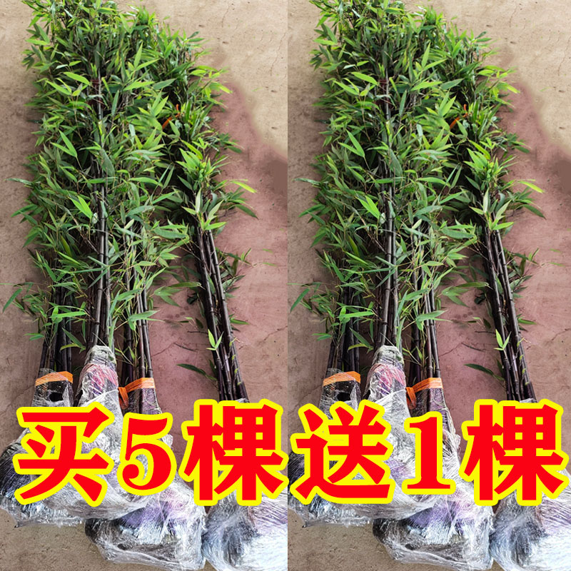 名贵矮化紫竹苗庭院竹户外四季种植墨竹黑竹室内盆栽绿植