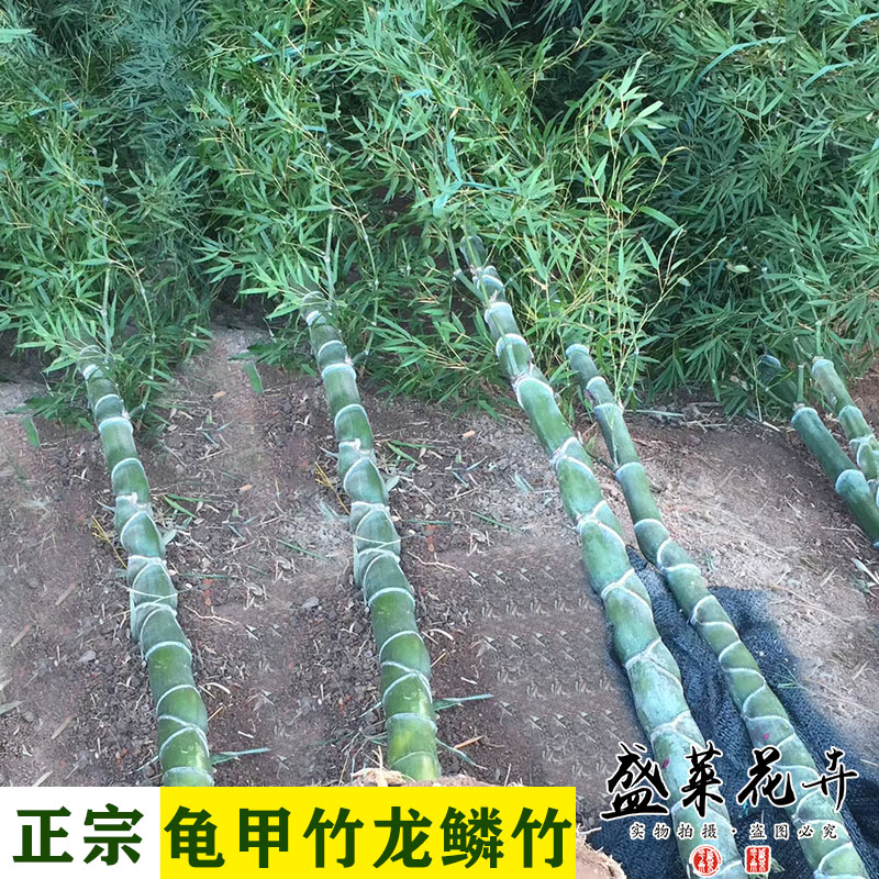 室内庭院名贵竹子苗龟甲竹龙鳞竹龟背竹人面竹盆栽绿化苗高档观赏