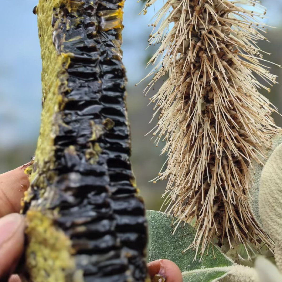 啊兰土特产直播链接野生蜂蜜花生新鲜花生米