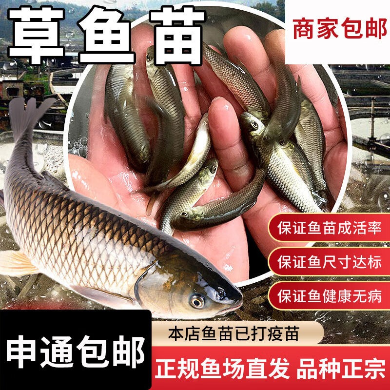 草鱼苗活鱼苗皖鱼苗优质大草鱼草鱼活鱼苗半斤重鱼苗淡水鱼苗