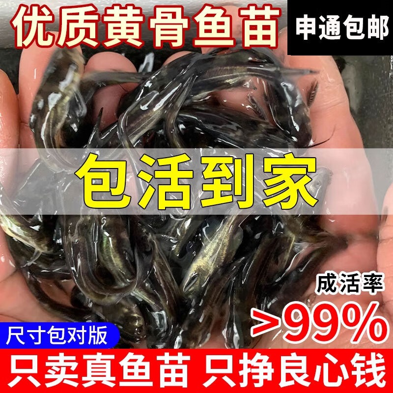 黄骨鱼苗黄辣丁黄鸭叫黄颡鱼苗淡水养殖食用黄丫头小鱼苗昂刺鱼苗