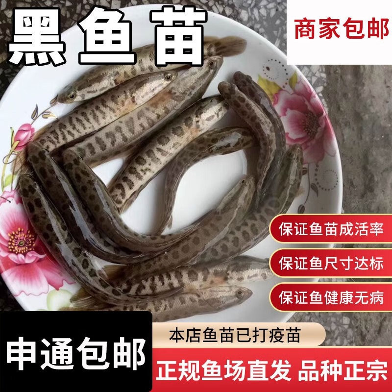 黑鱼苗活体淡水小鱼苗养殖黑鱼苗乌鱼苗财鱼苗乌鳢生鱼苗重庆发货