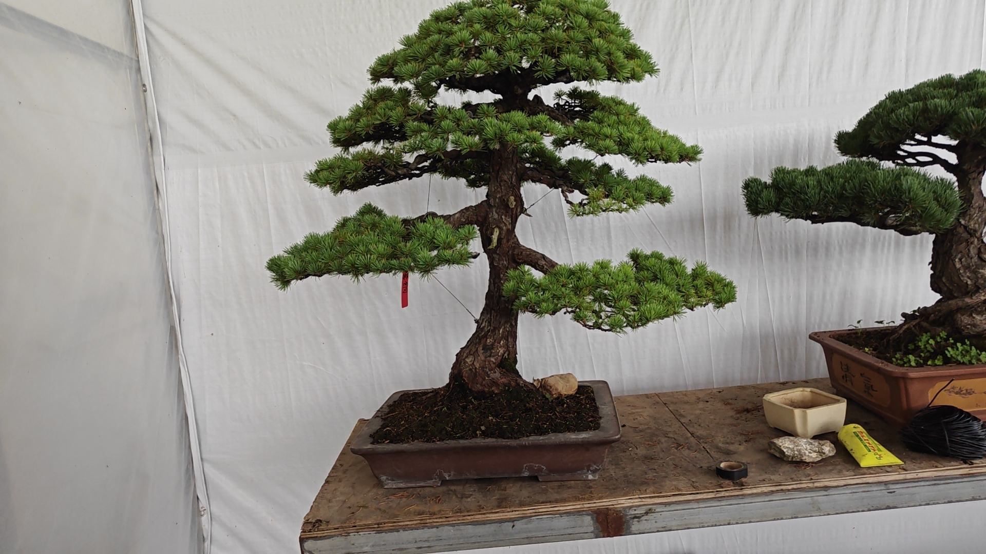 日本进口高档大阪松