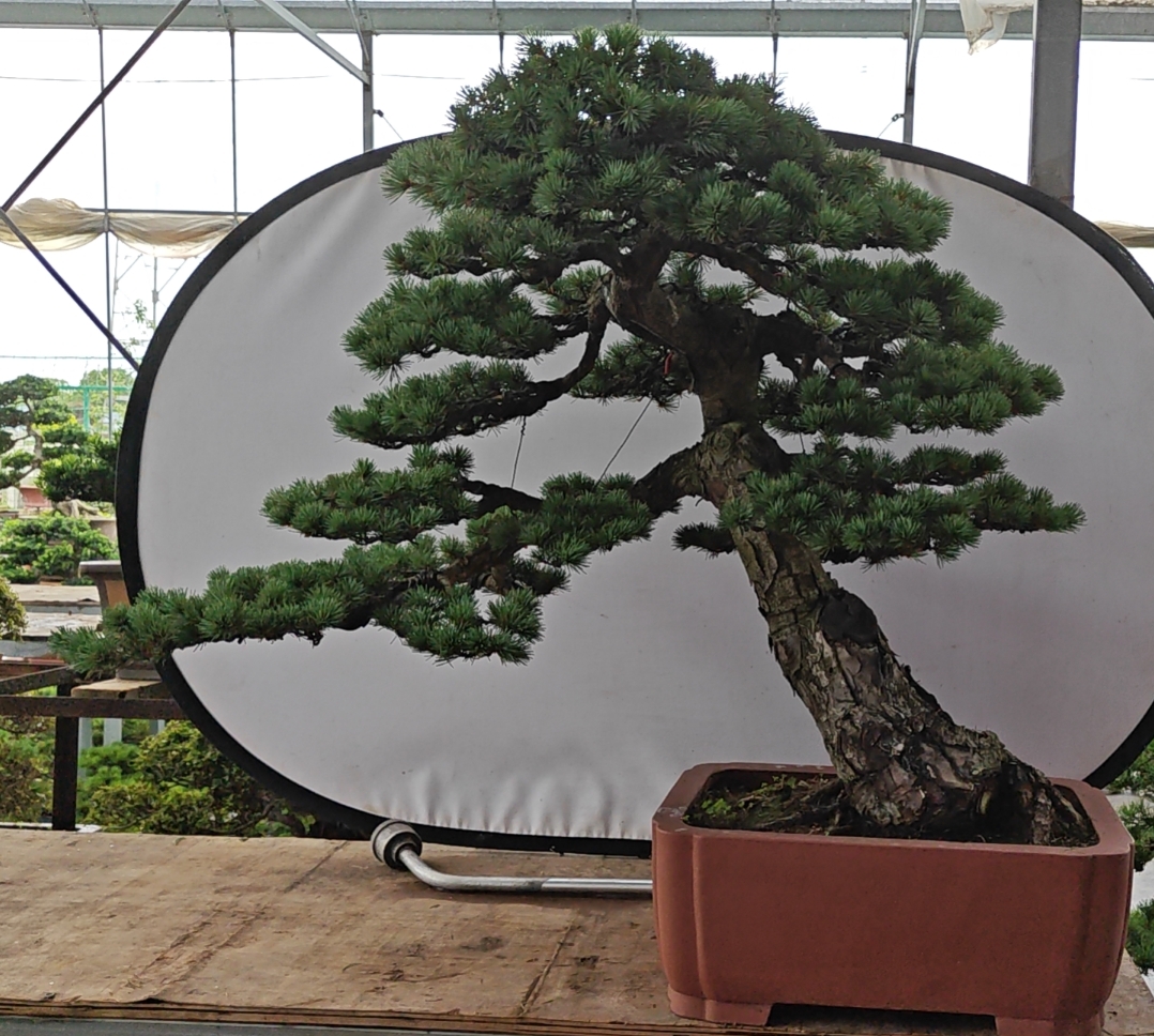 大阪松罗汉松杜鹃花