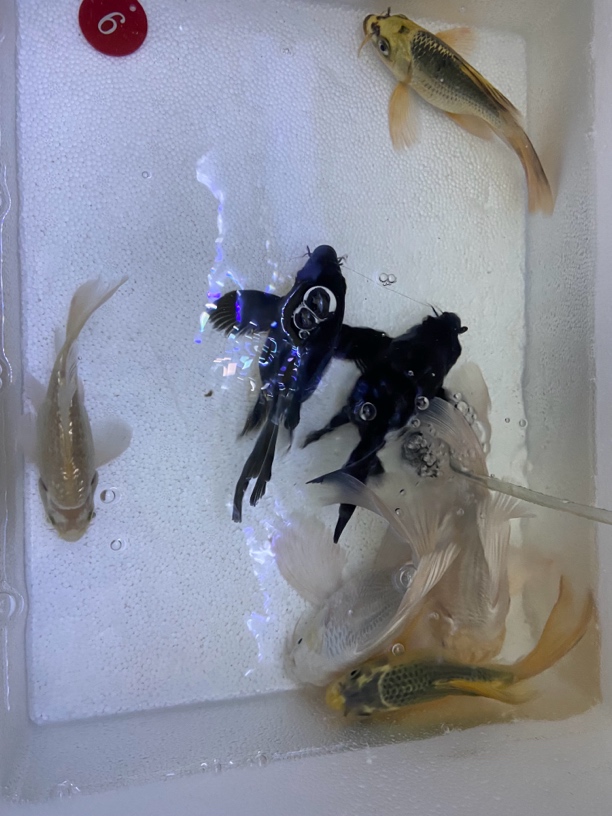 七条全白色普身的蝴蝶鲤，全黑色重金熊猫蝴蝶鲤