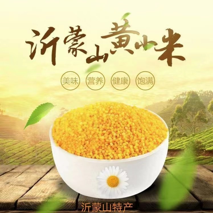 山东沂蒙山黄小米新米3斤5斤装 养胃粘稠 月子米农家原生态天然