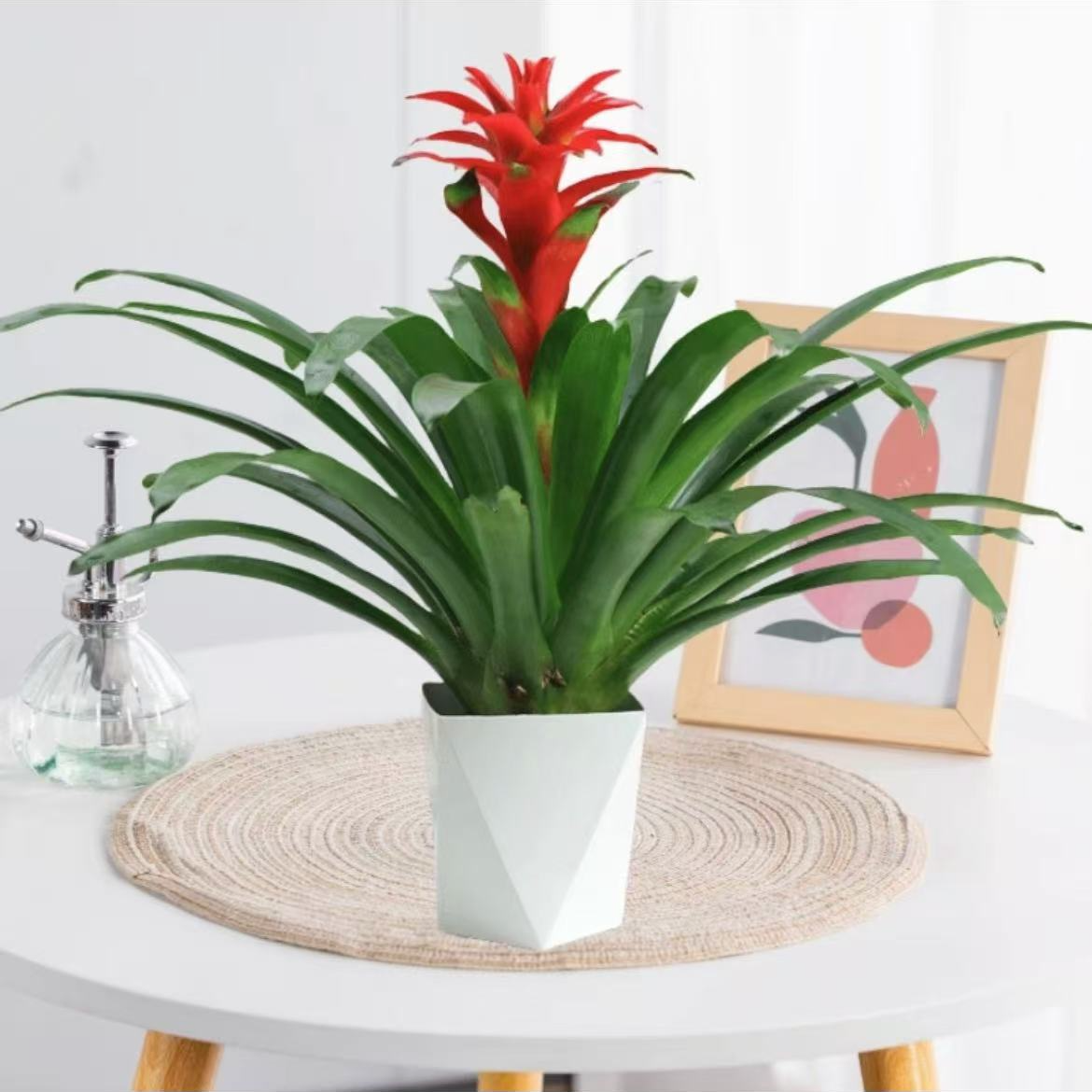 鸿运当头阳台绿植好看好养耐活红红火火绿植