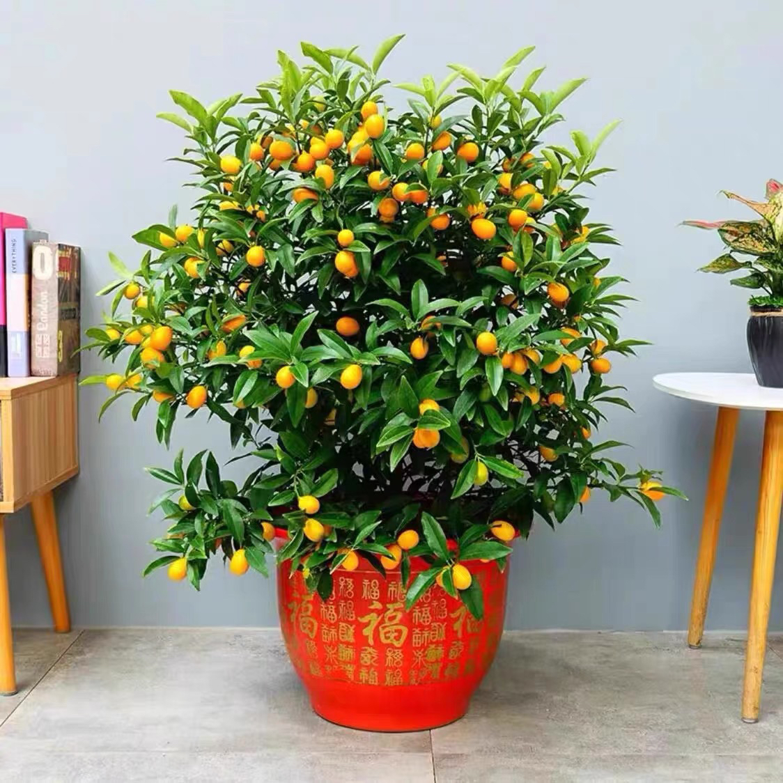 金桔盆栽带果四季长青食用室内观赏植物一物一拍二代脆皮三代脆蜜