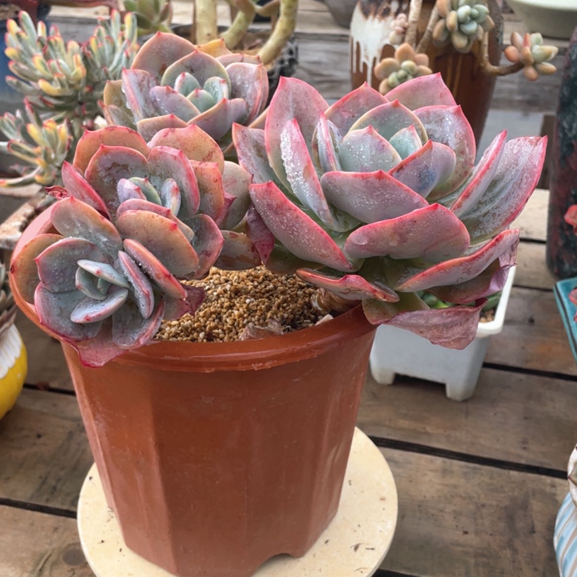 【闪购商品】罗**大雪凤多肉