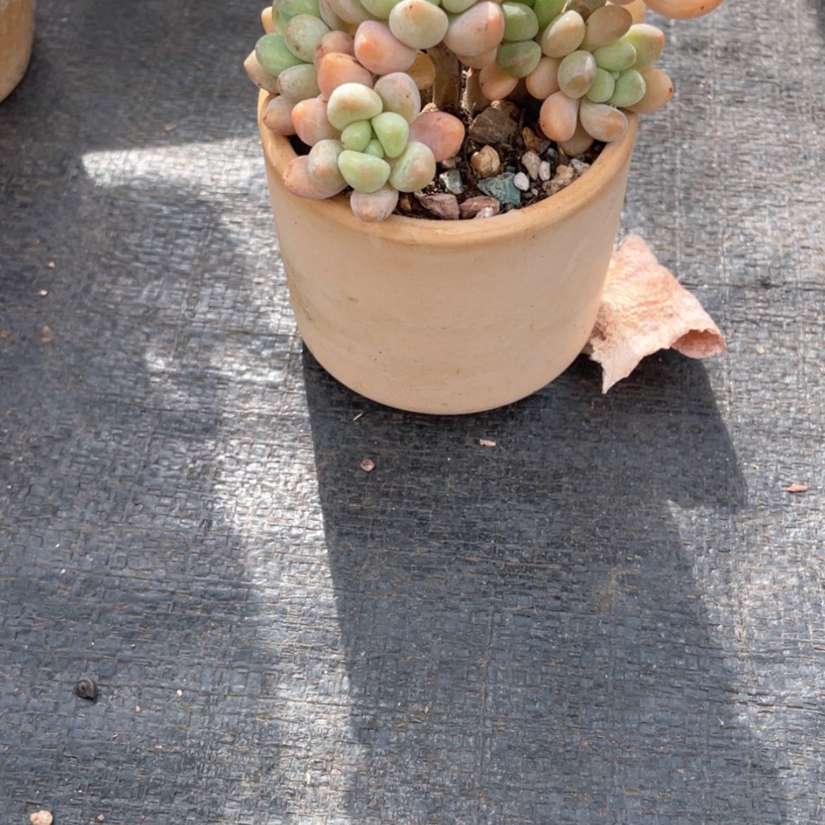 【闪购商品】?***?盆