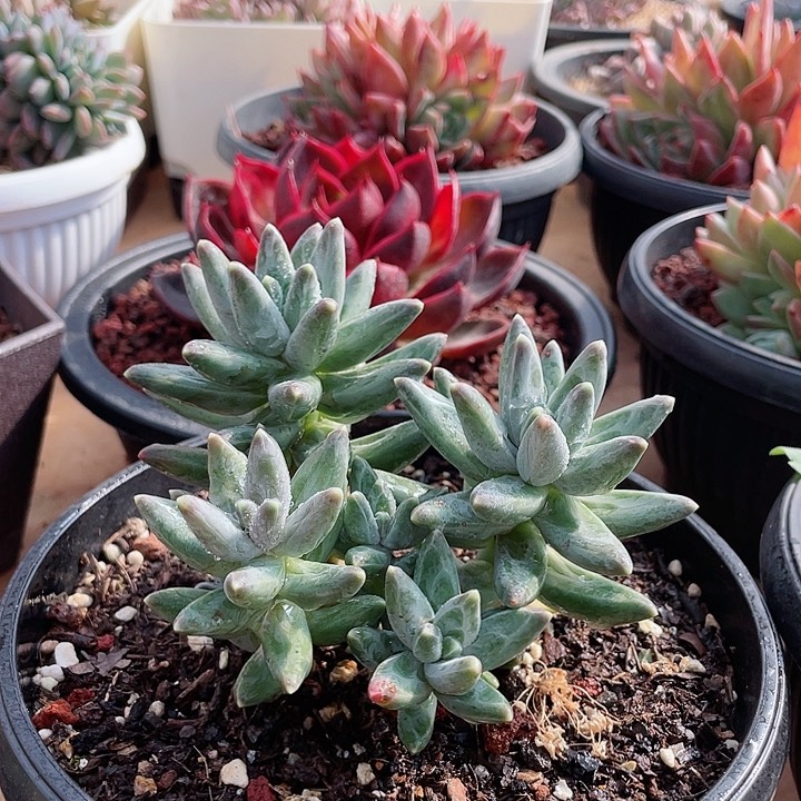 乌拉克拉多肉植物。