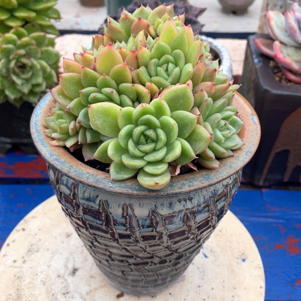 【闪购商品】?**哈冬云杂