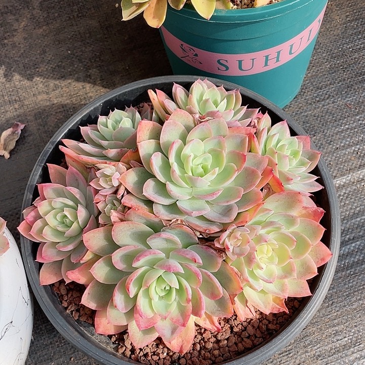 丝绸面纱多肉植物。