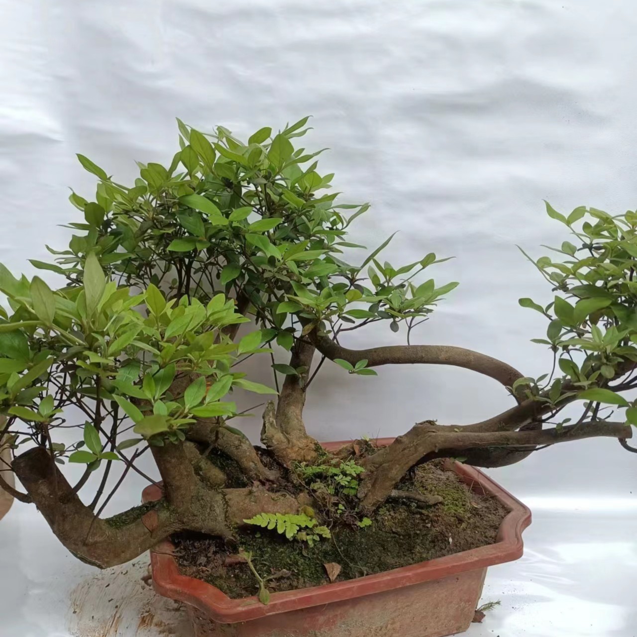 四季常青盆景老桩盆栽绿植花卉室内室外