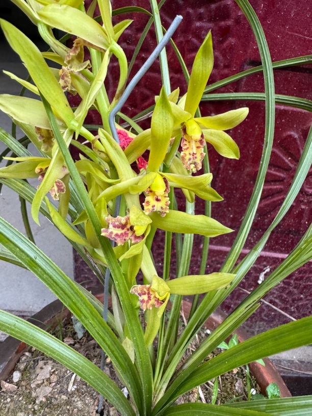 各种奇花异草 惠兰 春兰 盆景