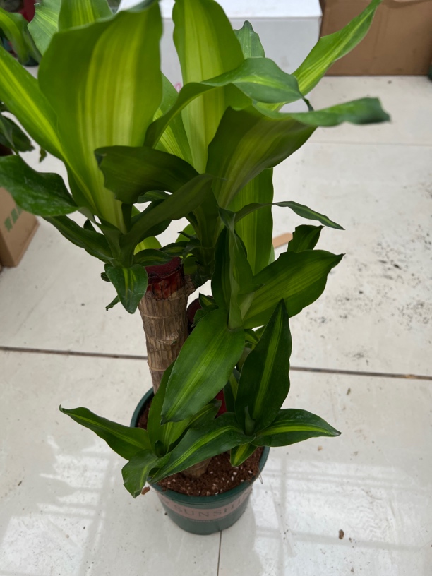 巴西木土培正品带芽带叶室内绿植盆栽四季常青