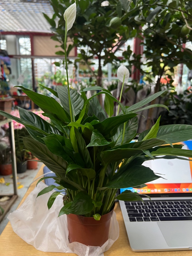 白掌土培盆栽一帆风顺水土两用植物室内好养四季易活