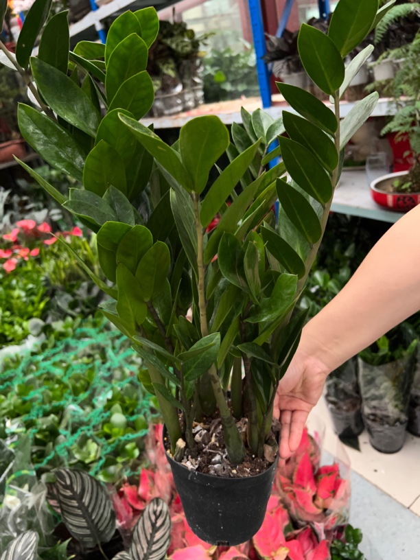 中号金钱树盆栽植物室内客厅绿植花卉四季常青