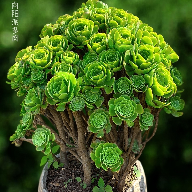 绿羊绒法师多肉植物多肉盆栽稀有精品盆栽花园玫瑰好养种植绿色