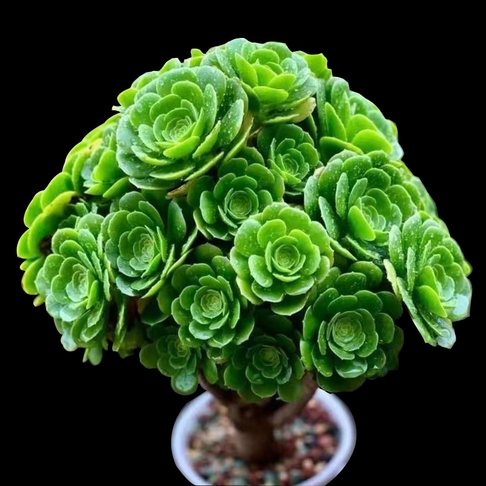 绿法师绿玫瑰法师大玫瑰粉丝福利好养地里直发植物稀有名贵多肉