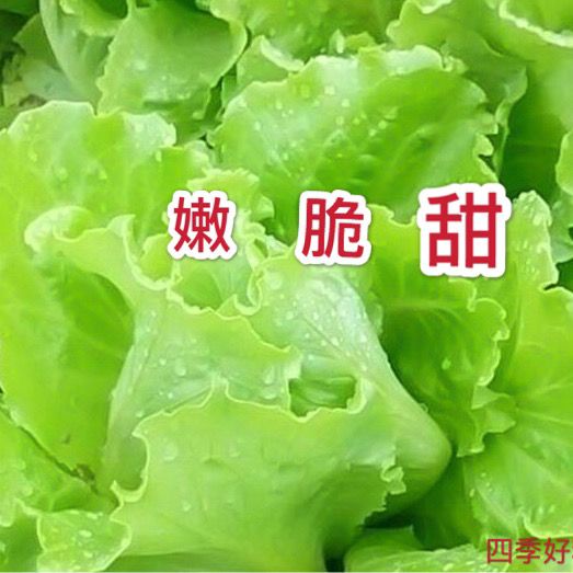 【开春新品】【秋冬新种】四季甜脆玻璃生菜种子脆嫩生吃生菜种籽